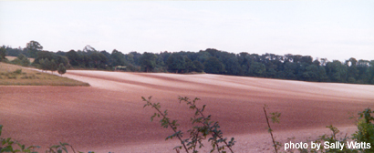 Harewood Forest